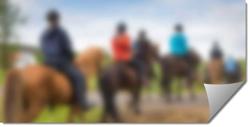 Horse Rent